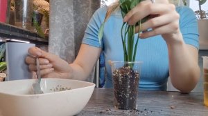 Реанимация спатифиллума, пересадка на фитильный полив