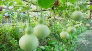 Как вырастить тыквы на шпалерах