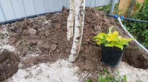 Как правильно стелить геотекстиль на клумбах ☝️ Плановый супер коктейль для РОЗ 🌹