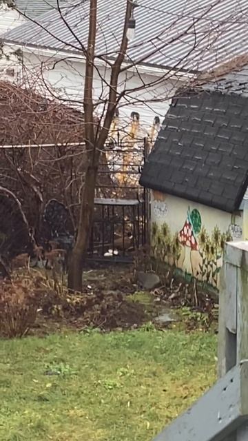 A very handsome visitor to my garden #bird #birds смотреть онлайн