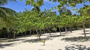 Китай пляж отеля  InterContinental Sanya Resort 5* ( Санья)