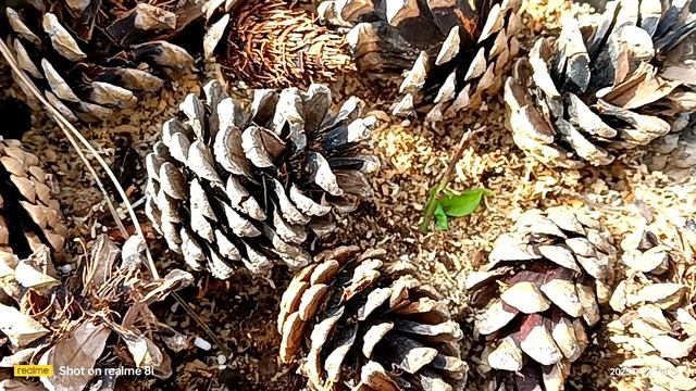 голубика, годовалые кустики