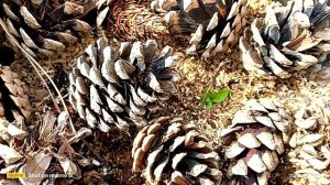 голубика, годовалые кустики