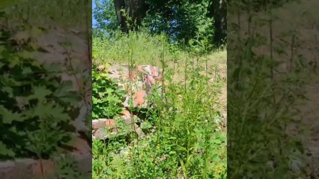 Усадьба Рапти. Ленинградская область. смотреть онлайн