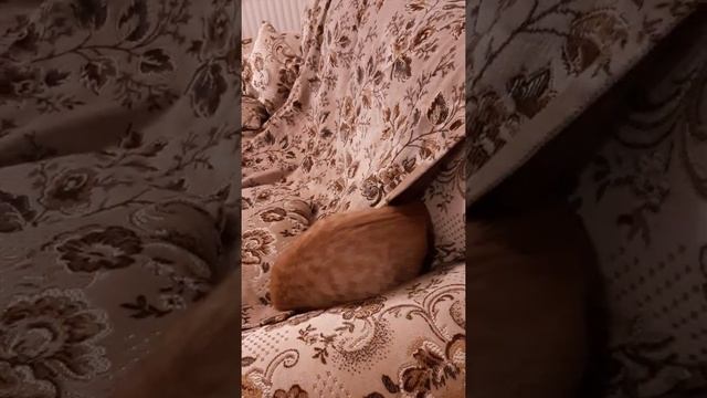 Рыжик под покрывалом играет в норки смотреть онлайн