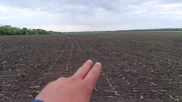 зійшов соняшник Еліта Селект Саксон 🌻🌻🔥✌️ смотреть онлайн