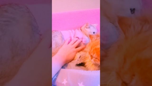снежинка и микки лежат вместе смотреть онлайн