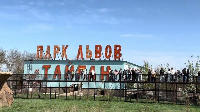 Очень ЭКСТРЕМАЛЬНОЕ общение Олега Зубкова со своими львами! Люди ЗАМЕРЛИ на мост смотреть онлайн