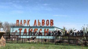 Очень ЭКСТРЕМАЛЬНОЕ общение Олега Зубкова со своими львами! Люди ЗАМЕРЛИ на мост