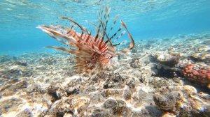 Barcelo Tiran Sharm 4 Отзывы 2024. Фото А. Сальникова.  https://www.youtube.com/@user-bz2ol7xn4w