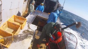 Работа на краболове