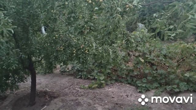 Последний день лета... Абрикосовый джем, котлеты и партулаг. Книжка, которую читаю. смотреть онлайн