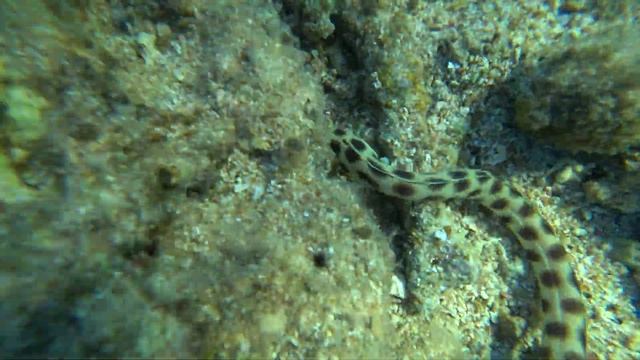 Пятнистый острохвостый угорь