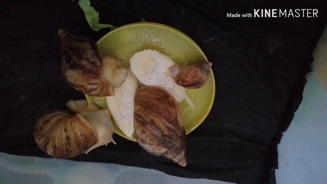 Порше 🐕 радуется 😊/ как поживают улитки 🐌 смотреть онлайн
