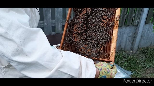 Бурное развитие слабышей с 2 до 4 рамок расплода #4