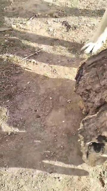 ВЕО - Валентлайф Ченгар, 1 год, Все, что осталось от Чурок №1.