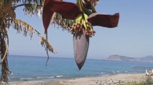 УТРОМ НА МОРЕ. ТУРЦИЯ 2025.