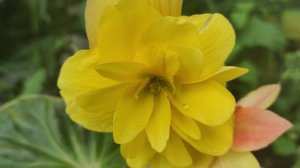 Как прорастить клубневую бегонию легко и просто #бегония #посадкабегонии #клубнибегонии #бегониивсад