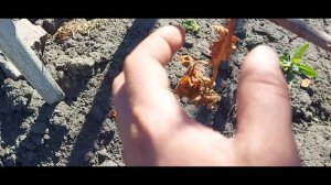 Восстановление виноградника после весенних заморозков