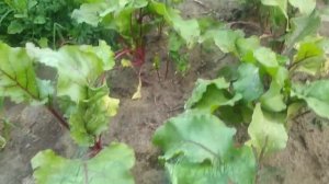 КАК ЗА КОПЕЙКИ вырастить семена моркови и свеклы