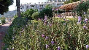 Отзывы и пляж отеля Valeri beach Турция