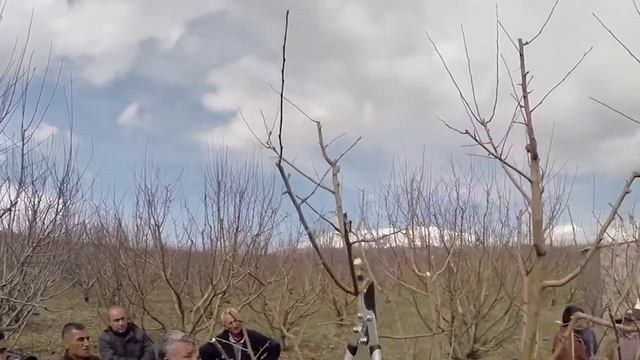 Պտղատու ծառերի էտը смотреть онлайн