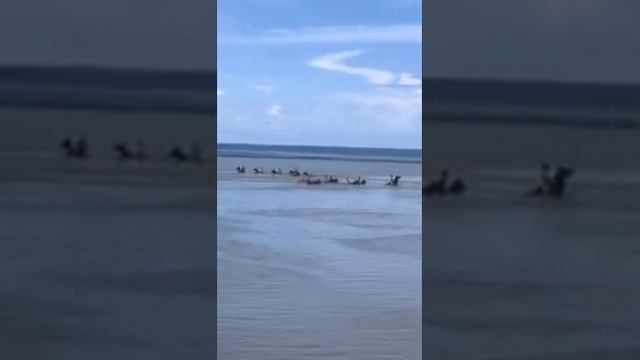 Royal Caribbean . Jamaica . Horse racing . КАК КРАСИВО ОНИ ИДУТ В ВОДЕ. смотреть онлайн