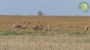 Серые журавли вернулись в «Светлинский» заказник для выведения потомства.