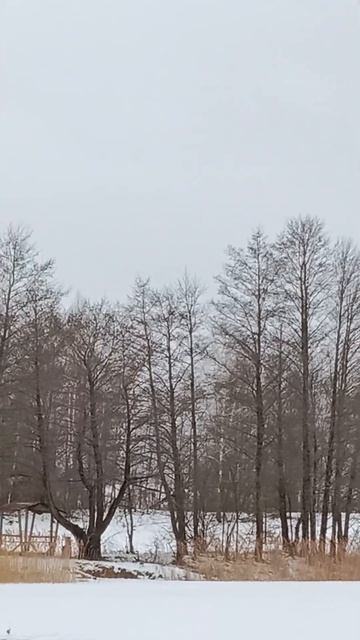 Найди в зимнем сером небе зимнего белого лебедя!Масленичная суббота в Беларуси.На озере .Видзы. смотреть онлайн