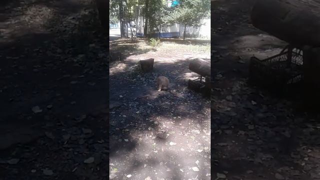 Вторая часть ХОДИЛКИ по магазинам.Донецк 12.07.2022 смотреть онлайн