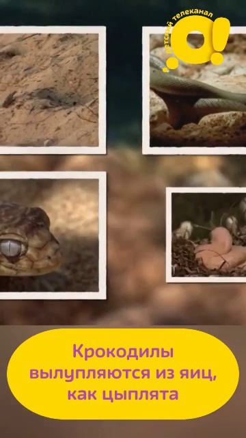 Необычные факты о животных на канале "О!" смотреть онлайн