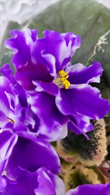 Фиалка ВаТ-Морской Стиль