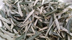 Листья облепихи лечат