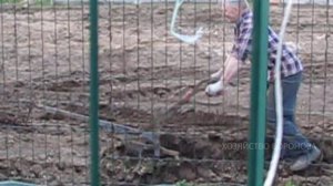 Куда деть помёт из курятника. Пять выгодных вариантов