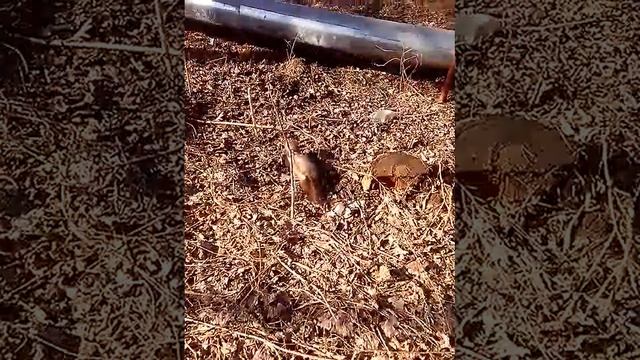 Хорек Космос2 смотреть онлайн