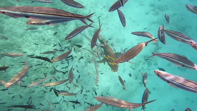 Акулы на Мальдивах. Плаваем с акулами. Обзор туриста смотреть онлайн