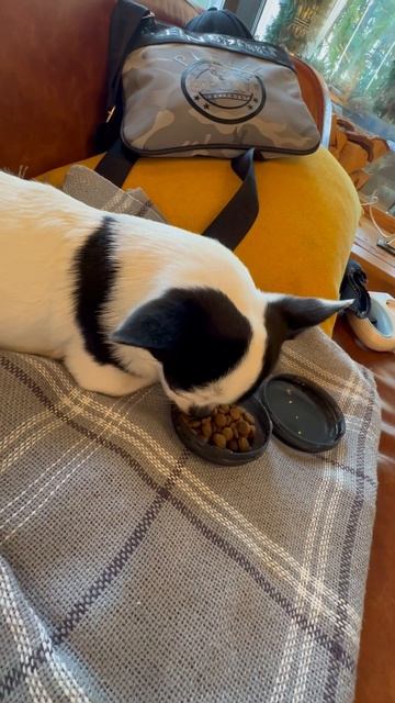 ВАЙТЮХА В СВОЕМ ЛЮБИМОМ РЕСТОРАНЕ🤗 #сыроварня #chihrussia #собака #mrwhitedog #юмор #dog #прикол смотреть онлайн