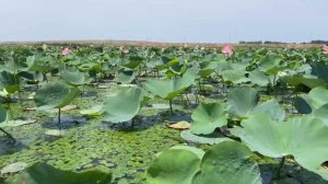 Краснодарский край. Тамань. Долина лотосов. Ахтанизовский лиман. Грязевой вулкан Тиздар. 2024