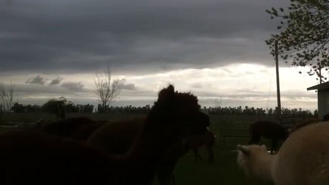 Ramey eating a carrot for the first time смотреть онлайн