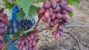 ГФ Винограда АВТОГРАФ КАЛУГИНА (КАЛУГИН В.М.). ТЕЛ: 8989 538 12 89.