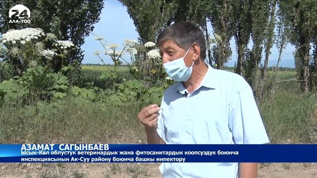 Ак-Суу районунда уулуу чөптөр жок кылынууда- Новости Кыргызстана смотреть онлайн