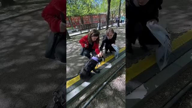 Метисы лабрадора в поисках дома смотреть онлайн