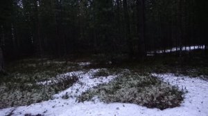 Весной живу в таёжной избе. Охота на  медведя.