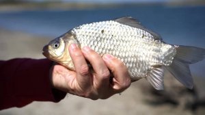 Проверка летних мест. Весна на Дону. Ловим на фидер!