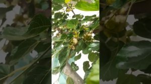 Марварид тут. Бессемянная шелковица Марварид.