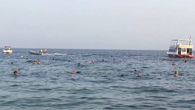 Hilton Sharks bay. Пляж и море. Egypt смотреть онлайн