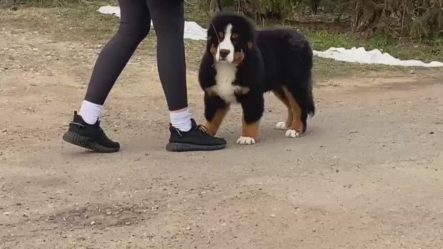 Вилли-Вилочка(Линч Вильям Дэвид)