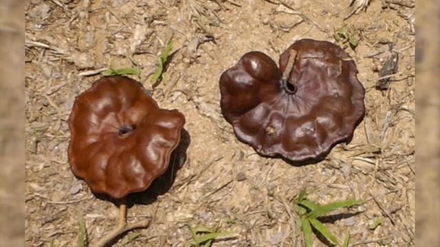 Herbier Numérique Oreille de Singe ( Enterolobium cyclocarpum ) смотреть онлайн