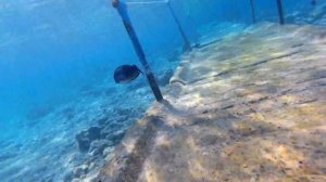 Затопленный понтон в отеле Sharm Club Beach Resort (EX.Labranda Tower Bay 4*)