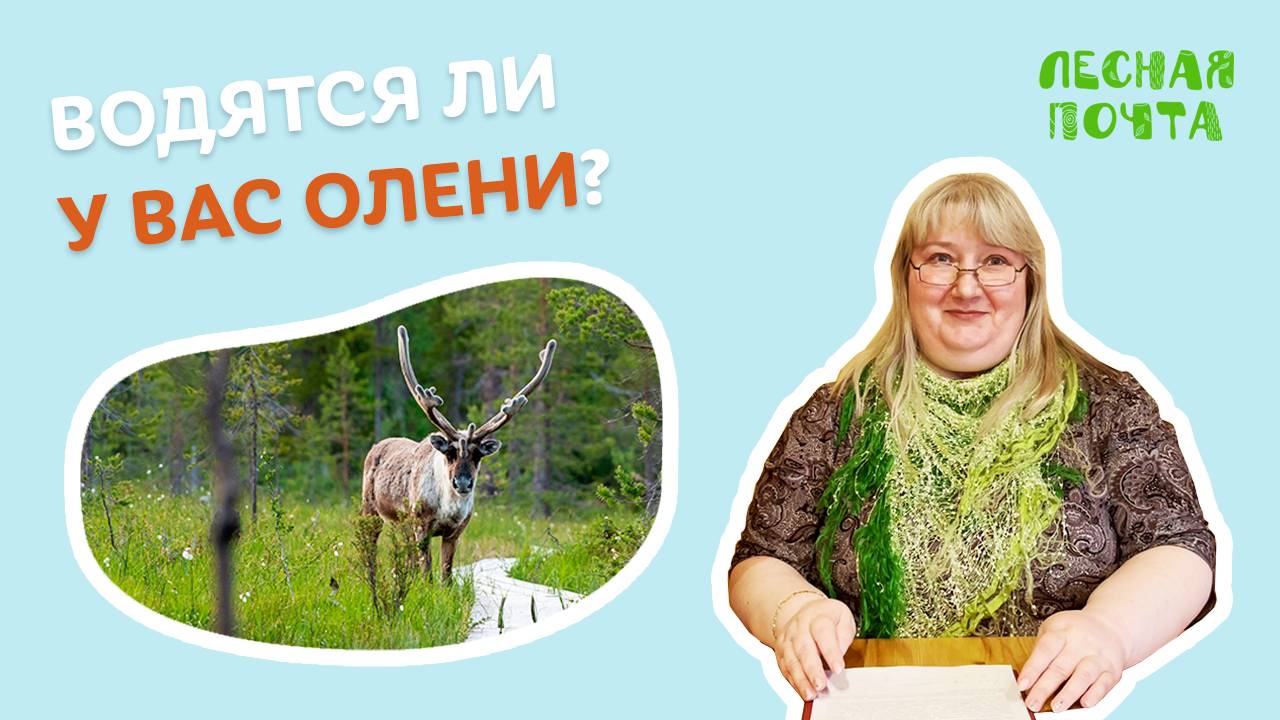 Водятся ли у вас олени? Лесная почта Лапландского заповедника смотреть онлайн